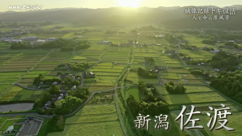 NHKスペシャル「映像記録トキ復活 人と命の原風景」
